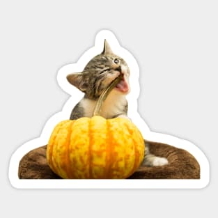 Cat meme: Cat eating Pumpkin Sticker